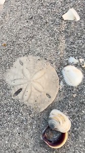 Sand dollar in perfect condition 😍 Seashells shells | Let’s Enjoy Life