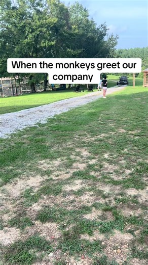 This is how our monkeys greet all of our family and friends. Dont miss Bears priceless greeting at the end🩵