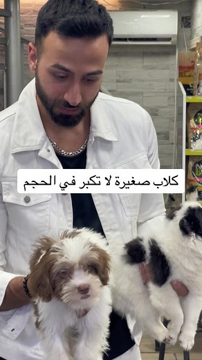 ‏Mini bichon or pomeranian-spitz? #petbyut #fyp #viral