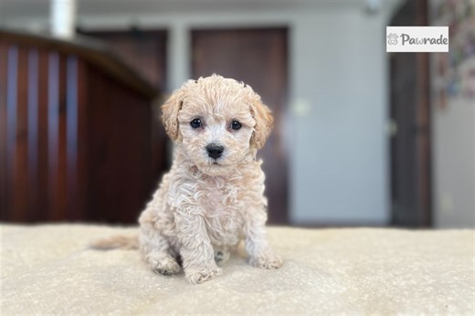 Zena - Bich-Poo Puppy 4EE763