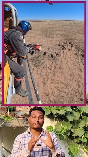 hunting deer using helicopter #deer #helicopter #facts #shorts