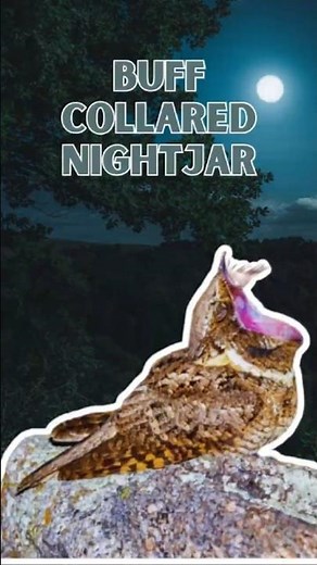 buff collared nightjar - Pure Nature Sounds!