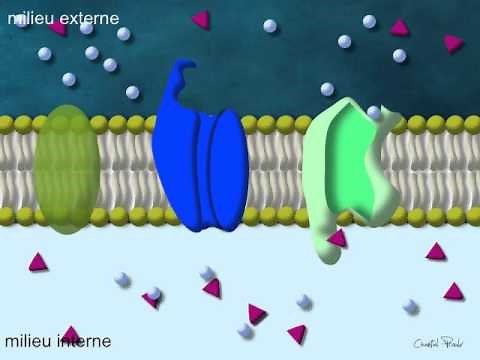 Transport actif secondaire