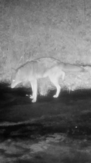 Coyote Marking Its Territory