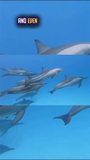 Top Ten Most Friendly Wild Animals: Intelligent and Playful