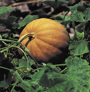 Herbicides That Can Be Used on Pumpkin Plants