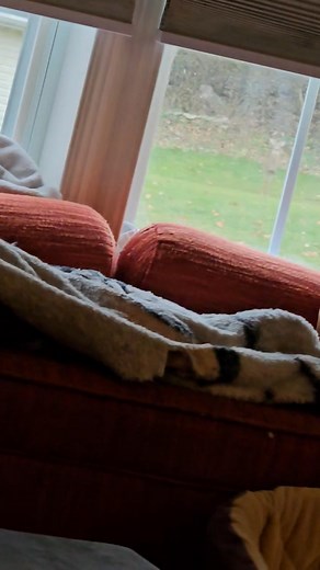 Rusty is always on guard!!! | Goldie Rust