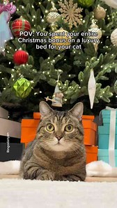 Cats spending money: Funniest pet moments
