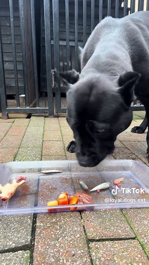 Watch a Panther Devour Its Meal in Under a Minute