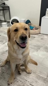 How to make friends between a dog and a cat #fbreels #reels #fbreels2024 #amazing #dogcat #dog #cat #animal #pet #catlovers #doglover | Denie Manie