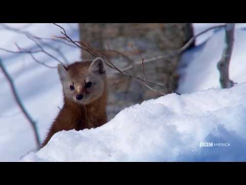 The Hunt - PINE MARTENS HUNT IN SNOW TUNNELS (EP 3) - Sundays at 9|8c on BBC AMERICA