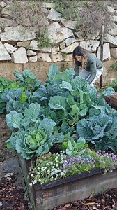 Amb els anys he anat reduint les distàncies entre les plantes al meu hort… 🌱 I saps què ha passat? Que aprofito molt millor l'espai perquè tinc més plantes i més collita a cada bancal. A més a més el sòl està més saludable i ben protegit. Com ho fas tu? Segueixes els marcs de plantació tradicionals? O plantes més densament? | La Terrapeutica