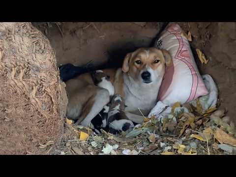 It was -19°C, she lay in the pit, hugging her five children who were crying from hunger and cold