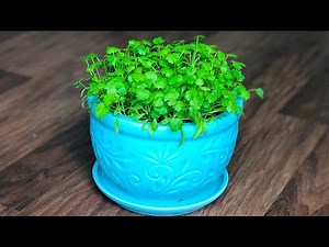 How to Grow Coriander in a container/pot at home | How to grow Cilantro indoors | Kitchen gardening