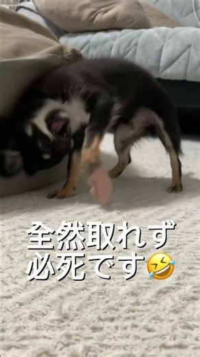手に湿布がああぁ！！必死なくーちゃんです🤣 #チワワ #可愛い #癒し #可愛い #犬のいる生活 #子犬