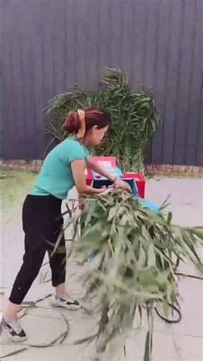 Horizontal Chaff Cutter Test Run | Powerful Straw & Grass Cutting Machine