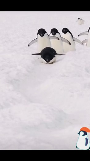 The Animal Zone on TikTok