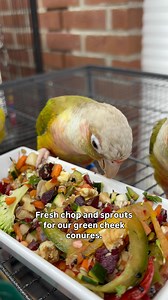 🦜🥦 These Green Cheek Conures are living their best lives with a rainbow of veggies and fresh sprouts — and you can learn how to make this nutritious goodness at home! 🌈💚 Join us for our DIY Chop Class during the Parrot Stars Summer Festival on Saturday, July 20th at 2:00 PM! 🌽🥕🍓 👩‍🍳 Learn how to prep fresh, healthy food your flock will actually eat 💡 Get tips on safe ingredients, preparation, and variety 🎟️ Spots are limited — grab your tickets now! (link in bio or website) 📍 At Parr