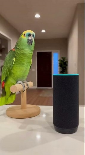Parrot vs Alexa: Dating Attempt