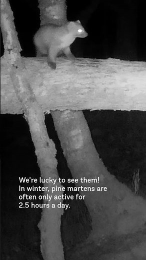 New year, new pine marten sightings! 👀