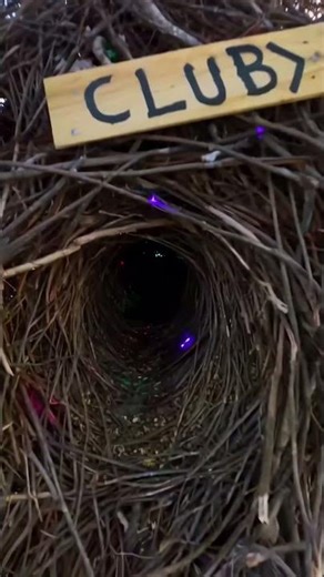 GoPro: A bird's-eye view party hard #parrot #parrots #birds #partytime #party #pov #gopro #animals