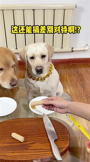 688K views · 11K reactions | Gouzi Did I get it for free when I topped up my phone bill...  #dog #dogfunny #yituo #doglover | The pot ring is a Labrador | Facebook