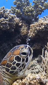 Bubbles 🫧 Just a grumpy looking Green turtle blowing some nose bubbles. But… why is the turtle doing this? 🤔Unsure why, Master Reef Guide Michelle did some research to try and figure it out, finding the following: “I think it’s to control buoyancy, and remember, they sleep on the bottom. They can hold their breath for a really long time, so to make themselves slightly heavier so they don’t move around, they blow out bubbles. So that could be one of [the possibilities] is they’re trying to just