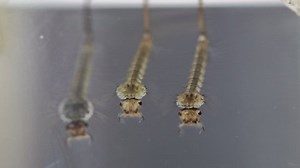 Mosquito larva in a glass jar. The birth of a mosquito. The larvae suck up small particles from the water. They eat as if singing in unison.
