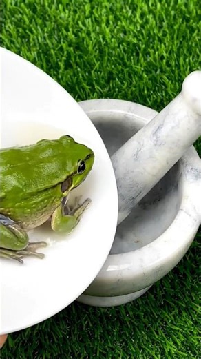 boiled frog 🐸