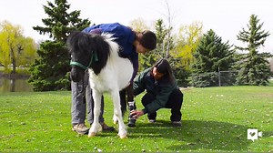 95K views · 365 reactions | He's not even three-feet-tall, but this miniature horse is getting his groove back after a new prosthetic leg allowed him to walk again. | Humankind | Facebook