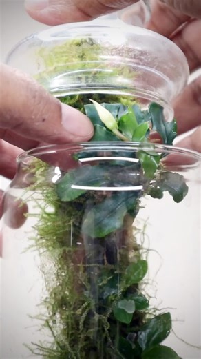 14K views · 283 reactions | Bucephalandra bloom #paludarium #terrarium #wickplanter #bucephalandra #flower #bucephalandrabloom #urbannemophilist #reelsfb | The Urban Nemophilist | Facebook