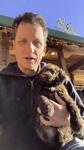 12K views · 5K reactions | Today is doodle adoption day! We still have two little boys and two little girls still available. | 1 Love Dog Rescue | Facebook