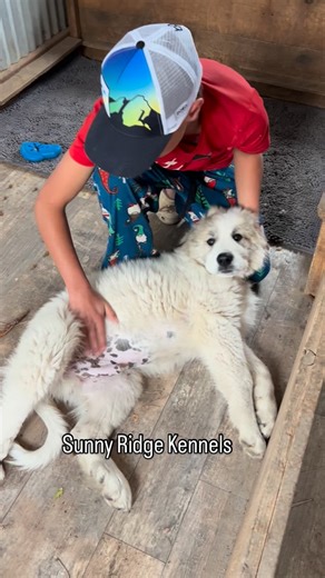 Puppy love #greatpyrenees #livestockguardiandog #lgd #sunnyridgekennels #greatpyreneesofinstagram #gentlegiants #greatpyreneespuppy #puppies | Sunny Ridge Kennels, Ltd.
