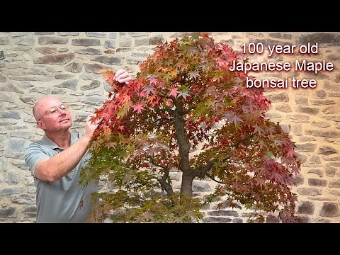 Huge Japanese Red Maple Bonsai Tree | 100 year old Bonsai Acer palmatum