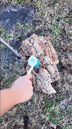 How to clean a reptile tank