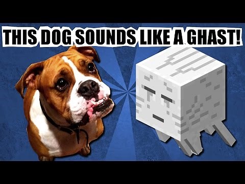 DOG sounds like a Minecraft GHAST!