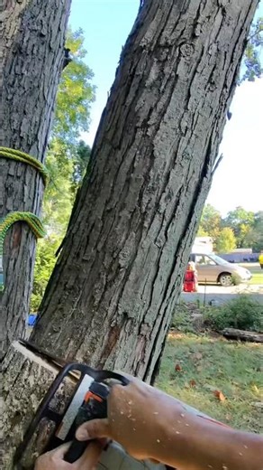 Giant Tree Gets Cut! #treework #chainsaw #treeremoval