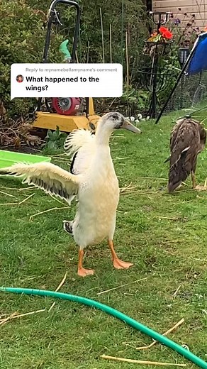 Indian Runner Ducklings with Wings | Ducks Flying