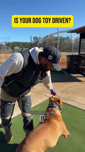 Incorporating toys into obedience training can be a fun and effective way to engage your dog. Toys can serve as valuable rewards, motivating your furry friend to follow commands and learn new behaviors. Whether it's using a tug toy for teaching