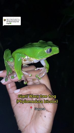 Giant Waxy Tree Frog | Wildlife of South America