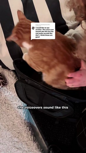 Zestie’s Outtakes: A Fun Cat Adventure