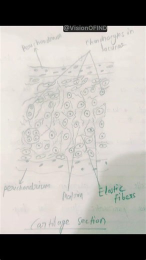Cartilage sections are histological slices of cartilage tissue used for microscopic #skeletalanatomy