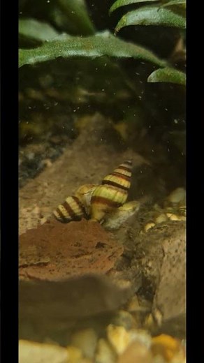 Assassin snail mating requires both a male and a female snail