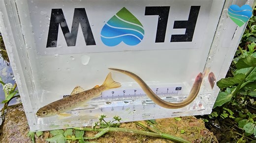 River Allen Fish Surveys