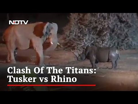 Video Of Fierce Fight Between Elephant And Rhino Goes Viral