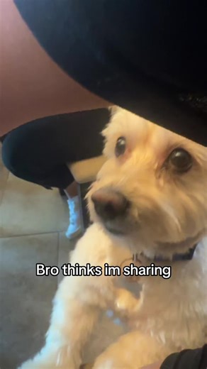 Lil bro aint getting a crumb #fyp #fypシ #dogsofttiktok #trending | dog