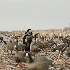 3.2K reactions · 390 shares | Keep your bird dog free of eye injury or infection—because they belong by your side in the field. | Rex Specs | Facebook