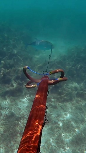 Hunting underwater and cooking fish on beach fire solo survival #survival #spearfishing #solo #catchandcook