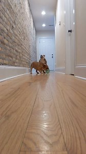 How are you keeping your dogs happy and healthy at home during COVID-19? Share a video of your go-to game, training exercise, or stay-at-home tip in the comments below. We'll share some of our favorites! | The Farmer's Dog