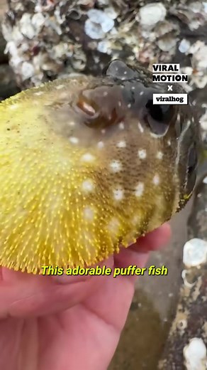 45K views · 54 reactions | I watched a Puffer Fish inflate in my hand! ✋ | Viral Motion | Facebook